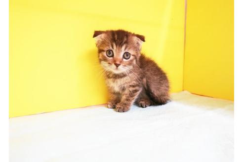 成約済の東京都のマンチカン-11788の1枚目