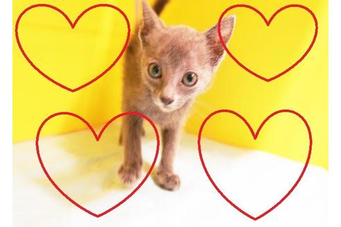 成約済の東京都のロシアンブルー-11789の1枚目