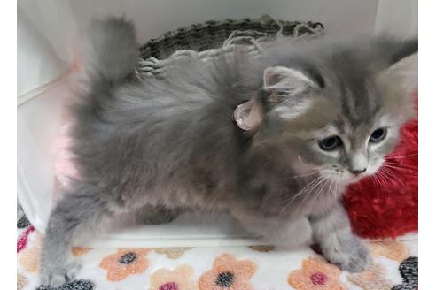 成約済の埼玉県のサイベリアン-11861の5枚目