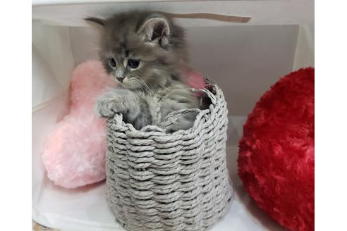 成約済の埼玉県のサイベリアン-11862