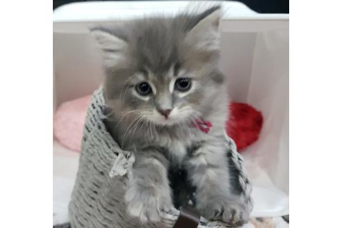 成約済の埼玉県のサイベリアン-11862の2枚目