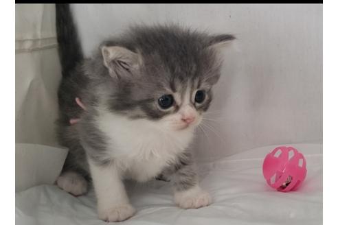 成約済の埼玉県のサイベリアン-11863