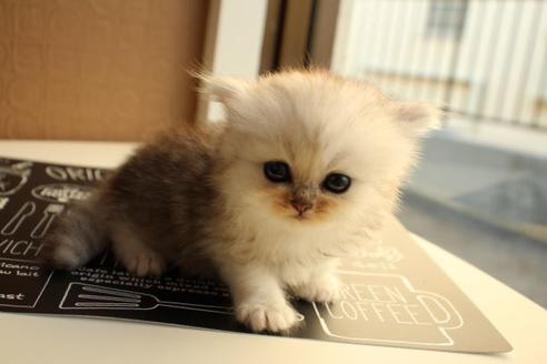 成約済の大阪府のペルシャ-11878の8枚目