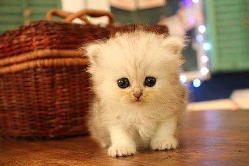 成約済の大阪府のペルシャ-11878の7枚目