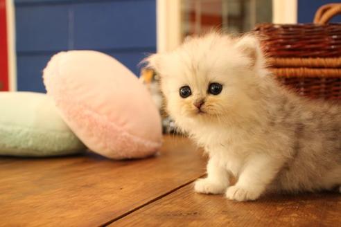 成約済の大阪府のペルシャ-11878の5枚目