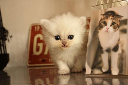 成約済の大阪府のペルシャ-11879の8枚目