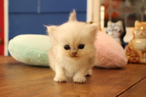 成約済の大阪府のペルシャ-11879の7枚目