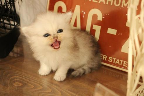 成約済の大阪府のペルシャ-11879の6枚目