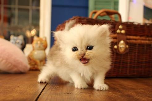 成約済の大阪府のペルシャ-11879の5枚目