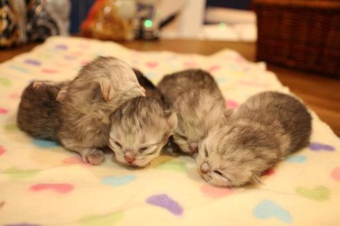 成約済の大阪府のペルシャ-11879の4枚目