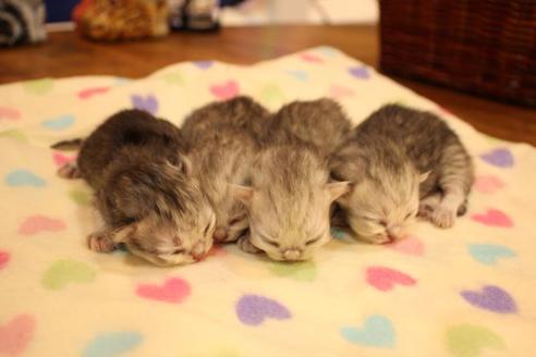 成約済の大阪府のペルシャ-11879の3枚目