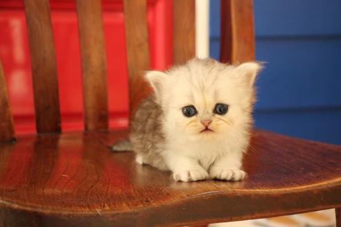 成約済の大阪府のペルシャ-11880の8枚目