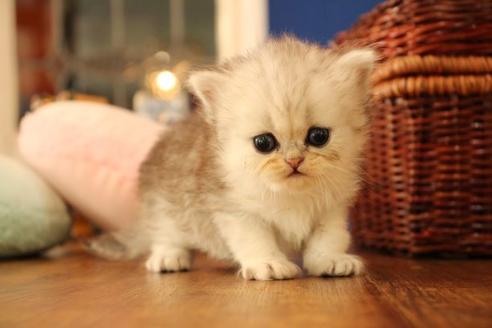 成約済の大阪府のペルシャ-11880の7枚目