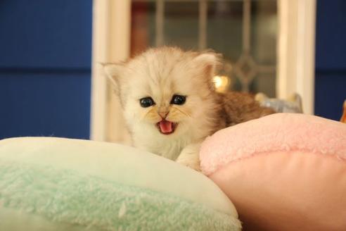 成約済の大阪府のペルシャ-11880の6枚目