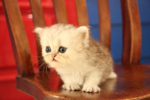 成約済の大阪府のペルシャ-11880の5枚目