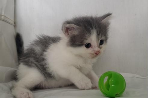 成約済の埼玉県のサイベリアン-11882の2枚目