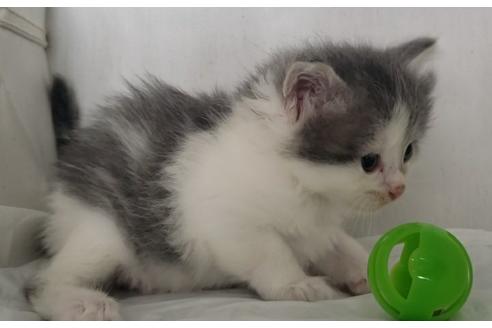 成約済の埼玉県のサイベリアン-11882の1枚目