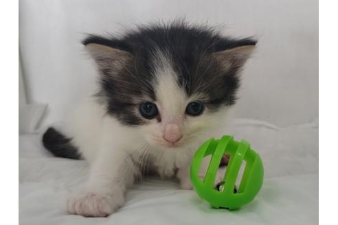 成約済の埼玉県のサイベリアン-11883の1枚目