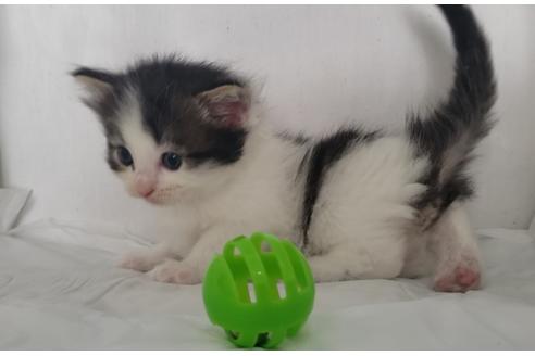 成約済の埼玉県のサイベリアン-11883の2枚目