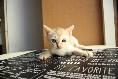 成約済の大阪府のシンガプーラ-11895の1枚目