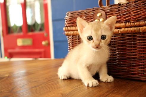 成約済の大阪府のシンガプーラ-11895の6枚目