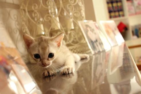 成約済の大阪府のシンガプーラ-11895の5枚目