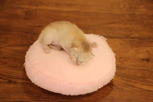 成約済の大阪府のシンガプーラ-11895の4枚目