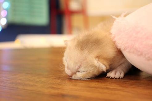 成約済の大阪府のシンガプーラ-11895の3枚目