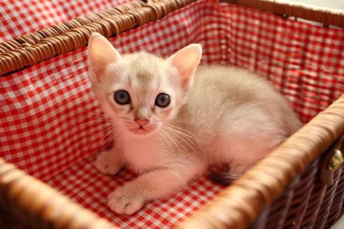 成約済の大阪府のシンガプーラ-11895の2枚目