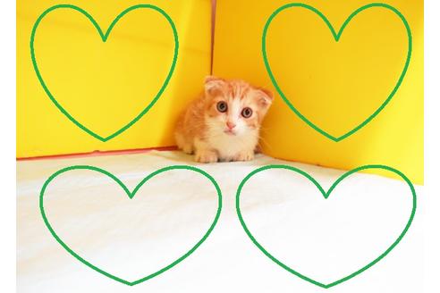 成約済の東京都のマンチカン-11953