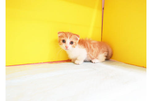 成約済の東京都のマンチカン-11953の2枚目