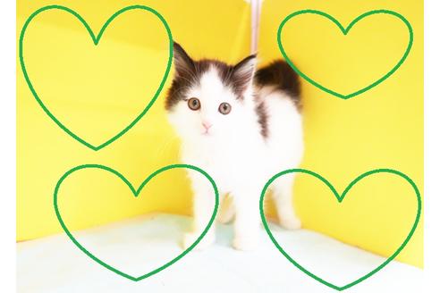 成約済の東京都のラガマフィン-11956の1枚目