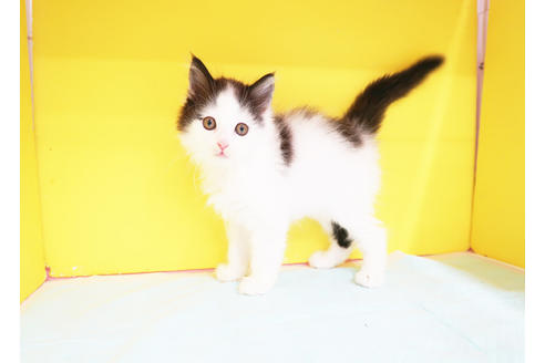 成約済の東京都のラガマフィン-11956の2枚目