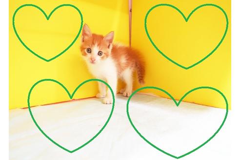 成約済の東京都のメインクーン-11958の1枚目