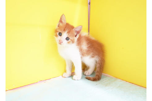 成約済の東京都のメインクーン-11958の2枚目