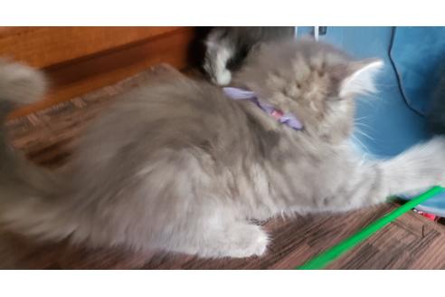 成約済の埼玉県のサイベリアン-11970の4枚目