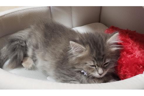 成約済の埼玉県のサイベリアン-11970の3枚目