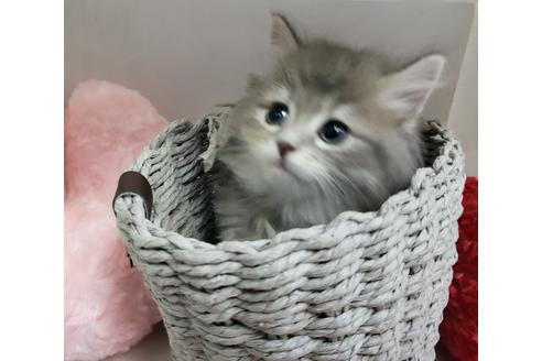 成約済の埼玉県のサイベリアン-11970の2枚目