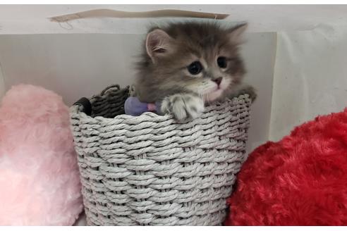 成約済の埼玉県のサイベリアン-11970の1枚目