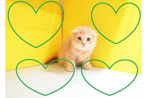 成約済の東京都のマンチカン-11979の1枚目