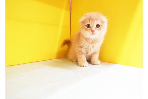 成約済の東京都のマンチカン-11979の2枚目