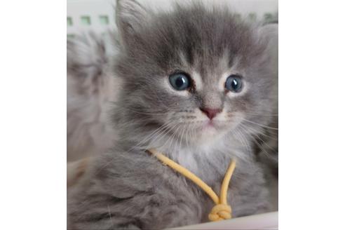 成約済の埼玉県のサイベリアン-11984の1枚目