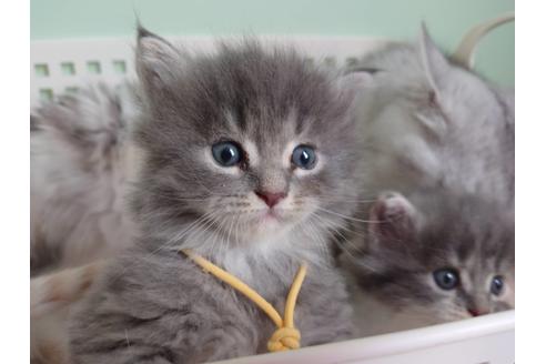 成約済の埼玉県のサイベリアン-11984の2枚目