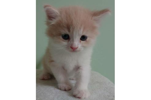 成約済の埼玉県のサイベリアン-11985の1枚目