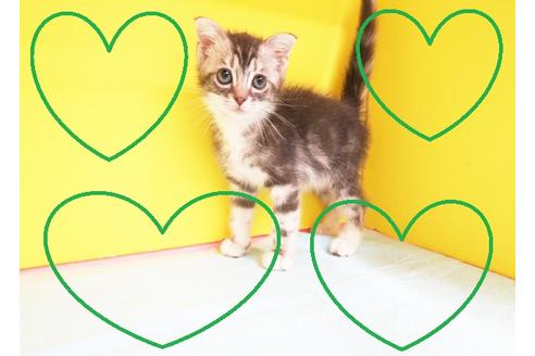 成約済の東京都のスコティッシュフォールド-11981の1枚目