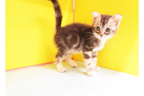 成約済の東京都のスコティッシュフォールド-11981の2枚目