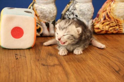 成約済の大阪府のアメリカンショートヘア-12037の6枚目