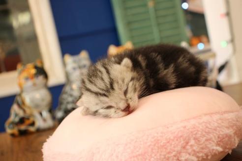 成約済の大阪府のアメリカンショートヘア-12037の5枚目