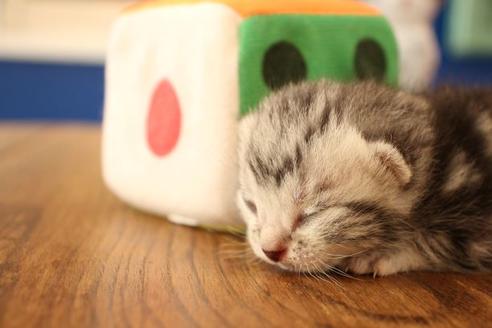 成約済の大阪府のアメリカンショートヘア-12037の4枚目