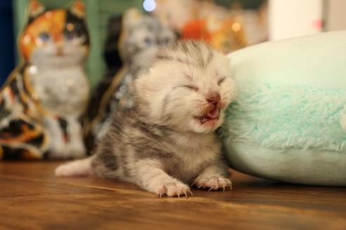 成約済の大阪府のアメリカンショートヘア-12038の4枚目